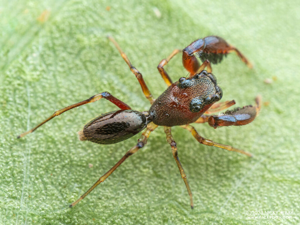 Leikung from Gunung Mulu National Park, Taman Negara, Miri, Sarawak