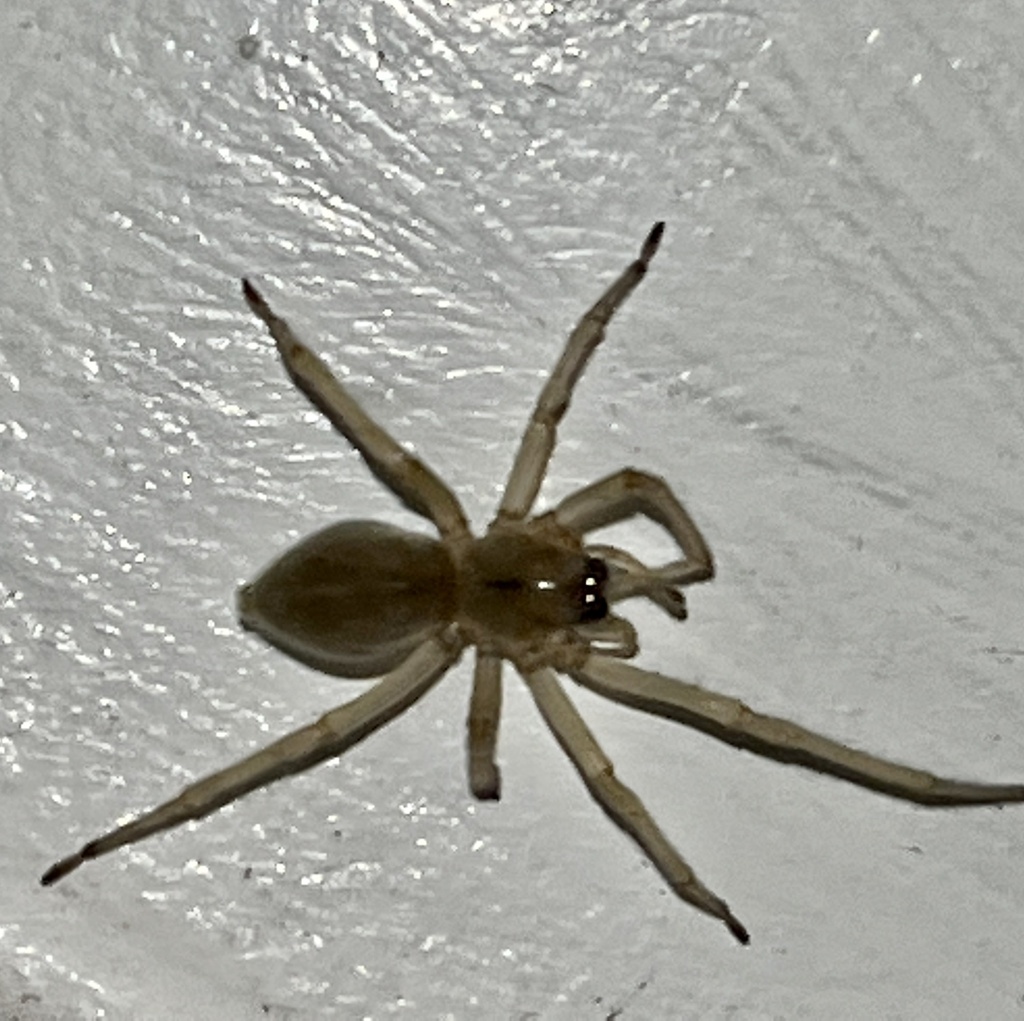 Northern Yellow Sac Spider from Pound Ridge Rd, Bedford, NY, US on July ...