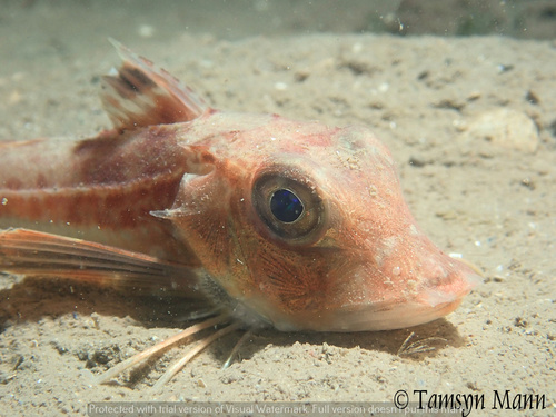 Grey Gurnard