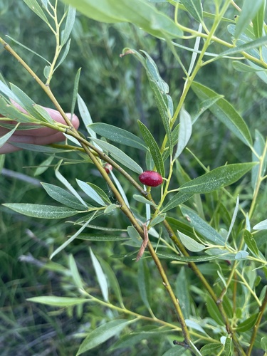 iNaturalist observation photo of Willow Apple Gall Sawfly