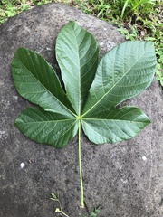 Sterculia apetala image