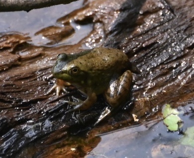 American Bullfrog from Mammoth Cave National Park, Park City, KY, US on ...