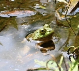 American Bullfrog from Beaver Pond, Park City, KY, US on July 16, 2023 ...