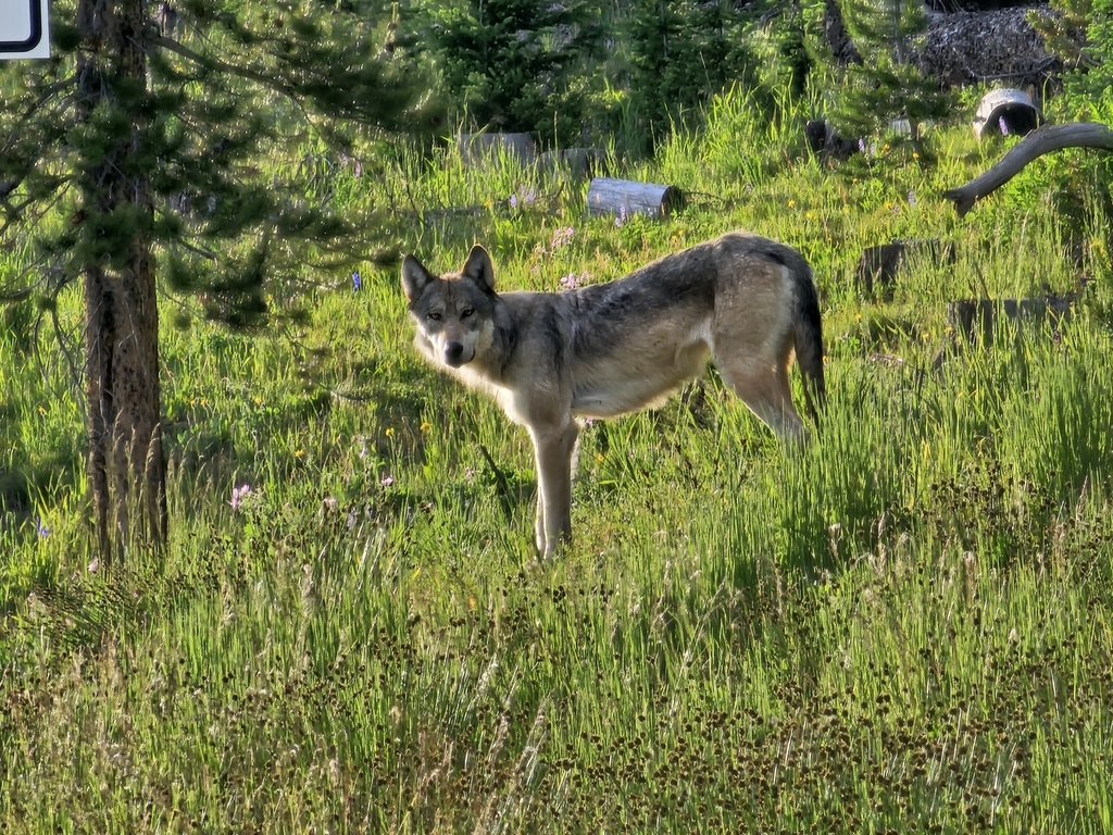 Gray Wolf in July 2023 by HereIamIamHere · iNaturalist
