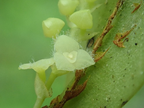 Stelis morganii image