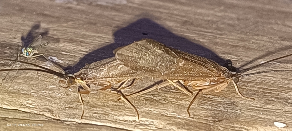 Insects from CJH6+H8H, Shivrajpur, Gujarat 389370, India on July 17 ...