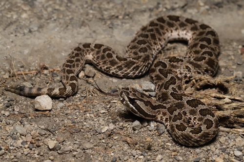 Western Massasauga