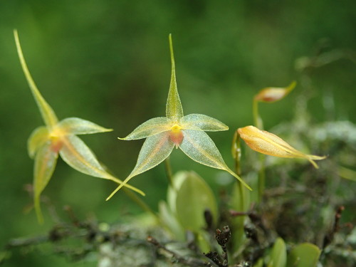 Platystele caudatisepala