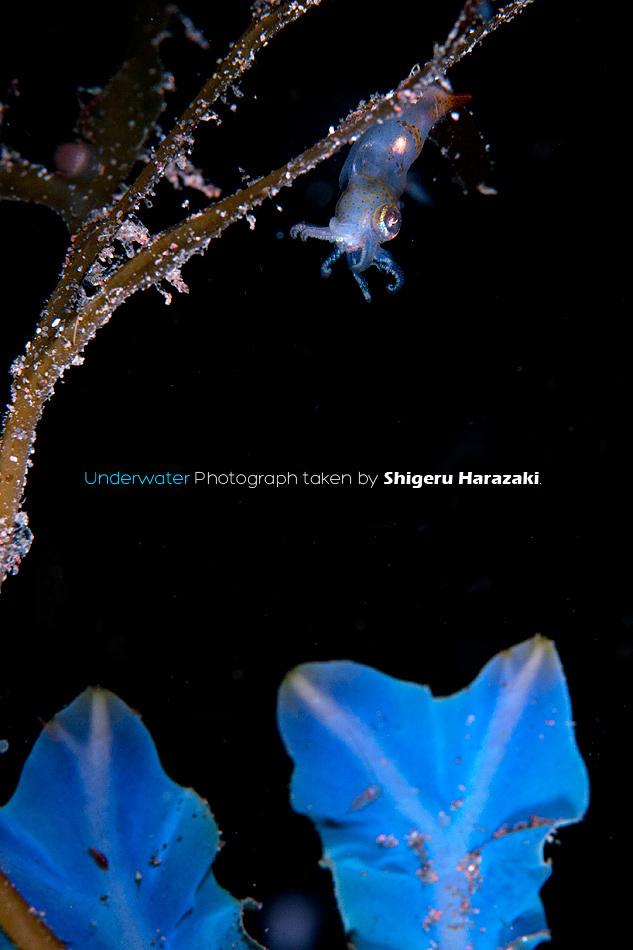 Japanese Spineless Cuttlefish
