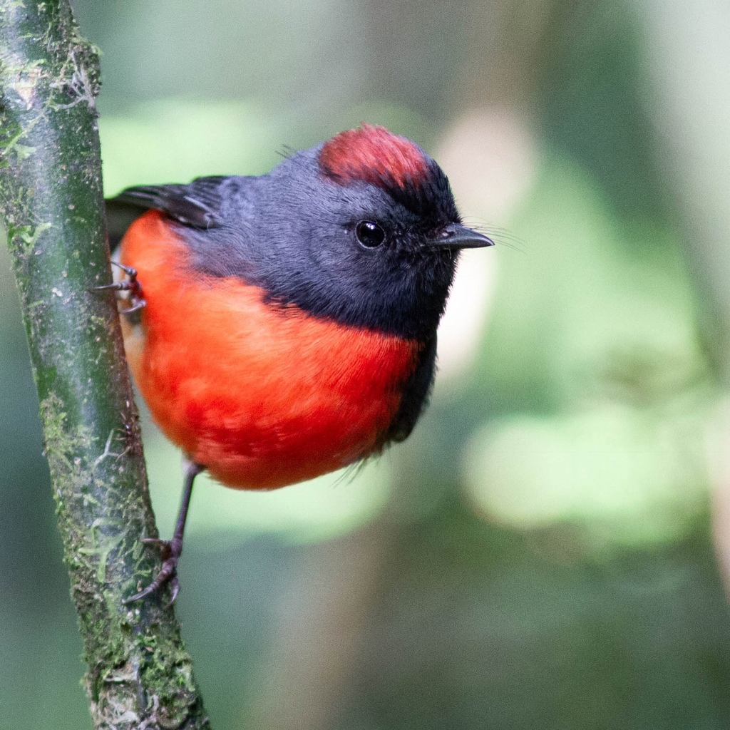 Slate-throated Redstart photo