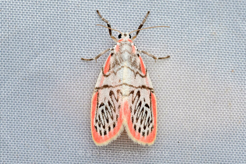 Miltochrista ziczac (Walker, 1856)