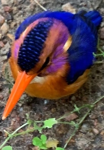 African Pygmy Kingfisher