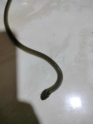 Small-banded Kukri Snake