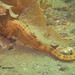 Observation photo