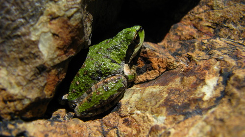 iNaturalist observation photo of Pacific chorus frog