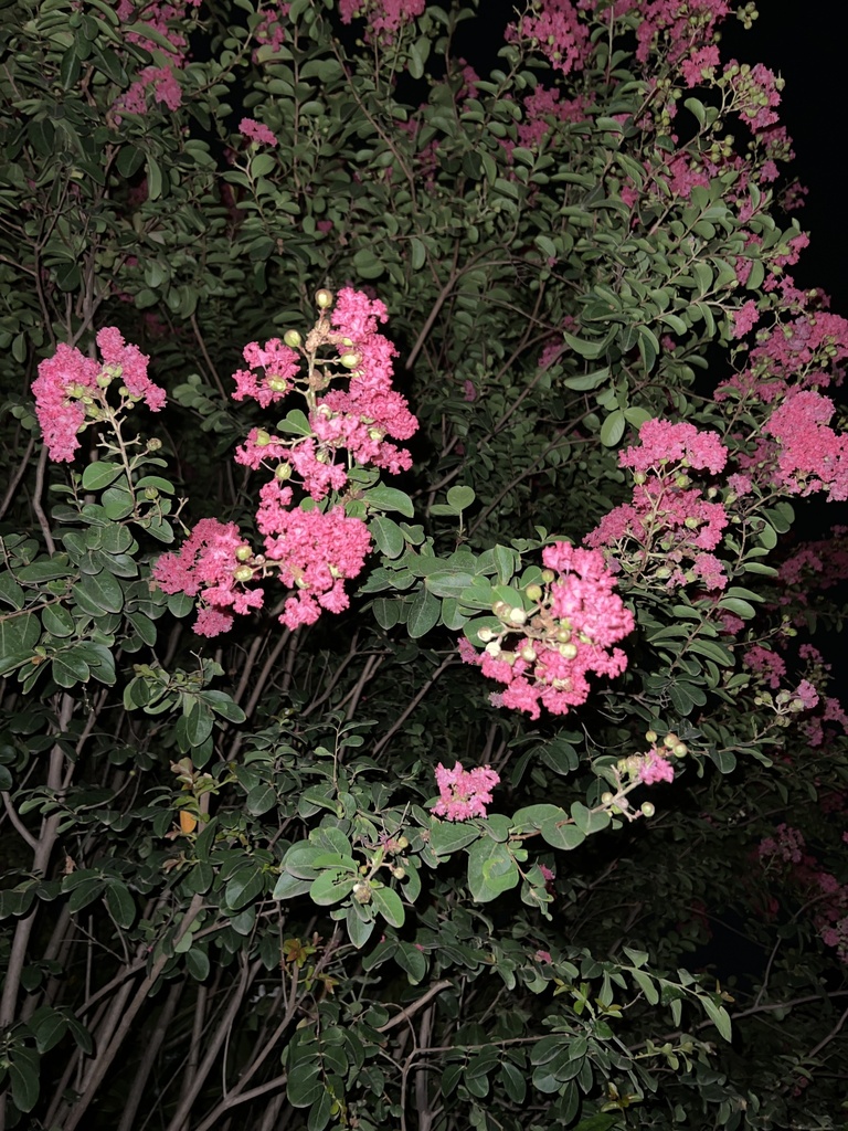 Crape-myrtle From Block B Road, New Delhi, DL, IN On July 18, 2023 At ...