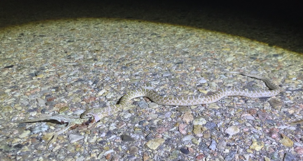 Predating Kansas Glossy Snake in July 2023 by Maxwell Soell. predating a dor ...