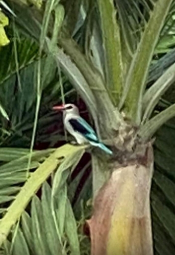 Woodland Kingfisher