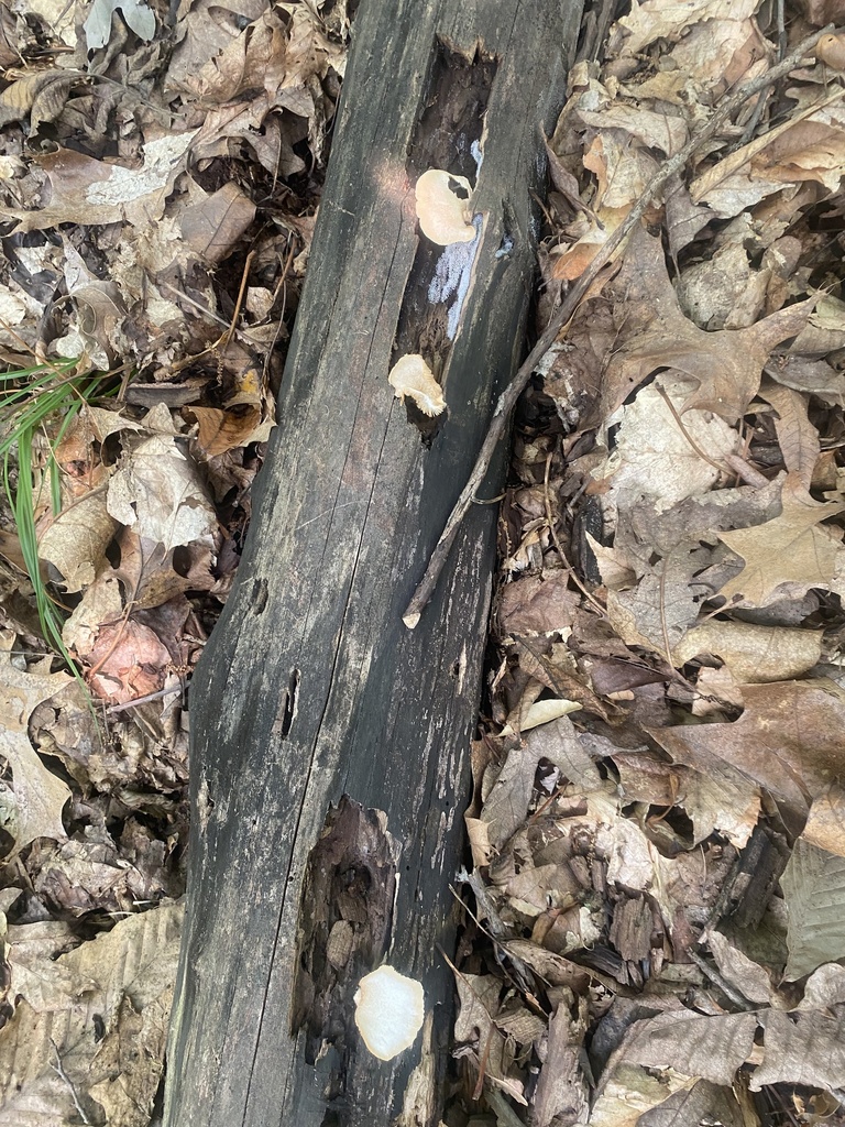 Saffron Crep from Nashville, IN, US on July 16, 2023 at 0306 PM by Julie Logterman · iNaturalist