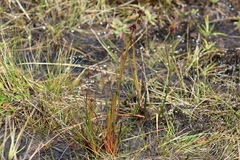 Juncus echinocephalus image