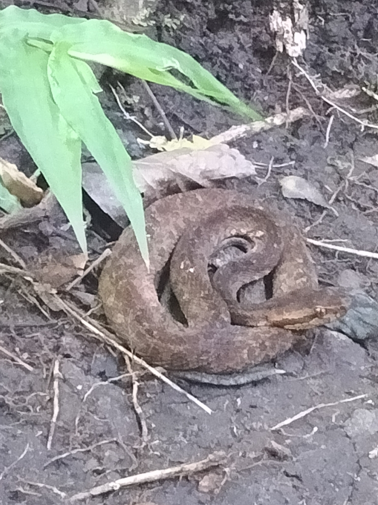 Martinique Lancehead in December 2022 by Thomas Zebst · iNaturalist
