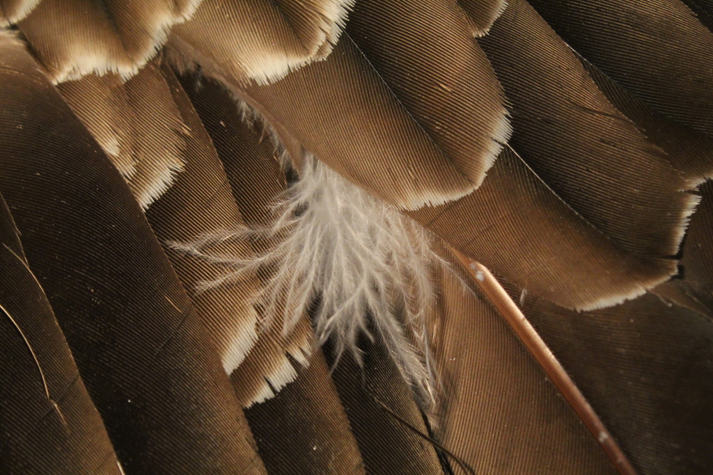 Turkey Vulture Black and Turkey Vulture Feathers (and common