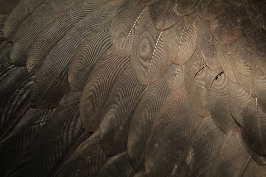 Black Vulture (Comparing Black and Turkey Vulture Feathers (and common ...