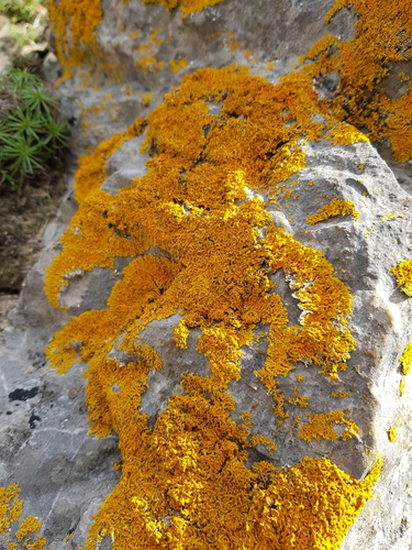 Seaside Sunburst Lichen
