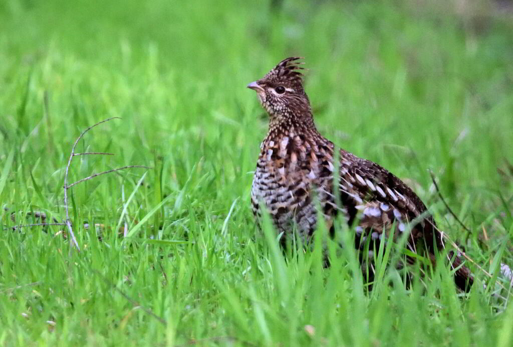 Ruffed Grouse from Humboldt County, CA, USA on April 25, 2023 at 05:42 ...