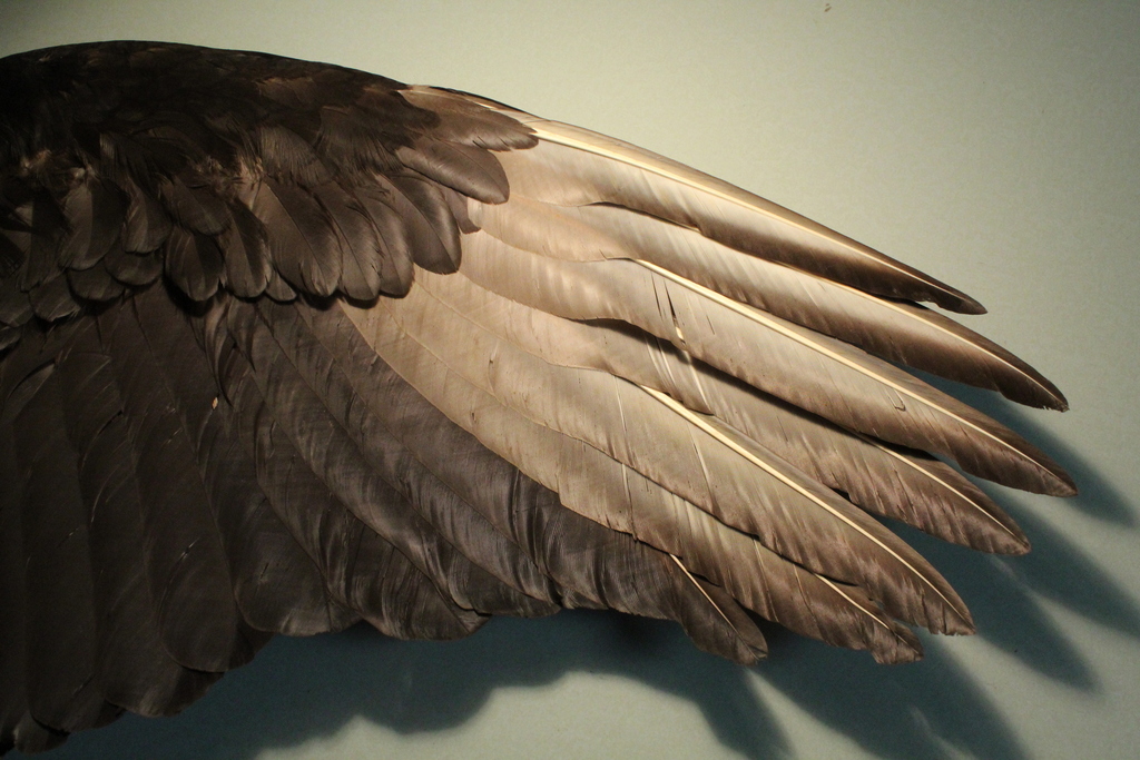 Black Vulture Black and Turkey Vulture Feathers (and common