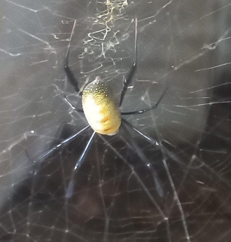 Western Blackleg Orbweaver