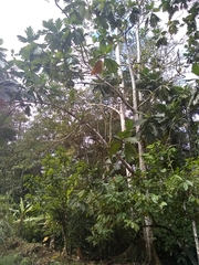 Artocarpus heterophyllus image
