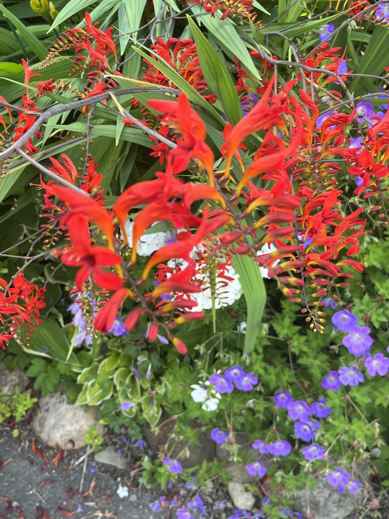 flowering plants from Hurst Ave, Chautauqua, NY, US on July 18, 2023 at ...