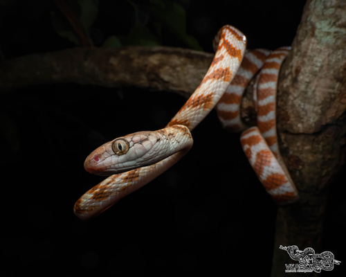 Brown Tree Snake sighting