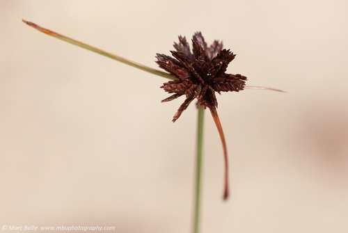 limestone flatsedge (Cyperus fuligineus)