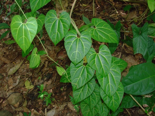 Aristolochiaceae image