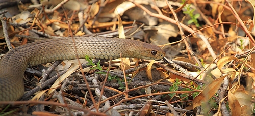 Eastern Brown Snake sighting