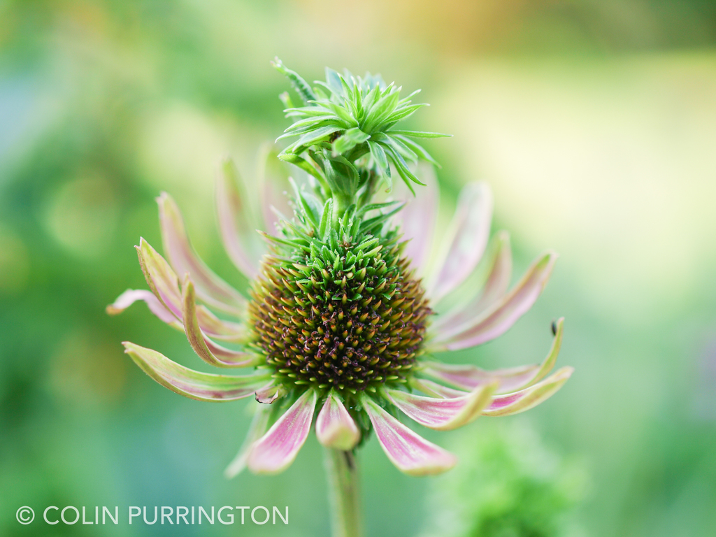 Phytoplasmas (Genus Phytoplasma) · iNaturalist