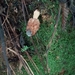 Morchella gracilis - Photo (c) Javier Suarez, todos los derechos reservados, subido por Javier Suarez