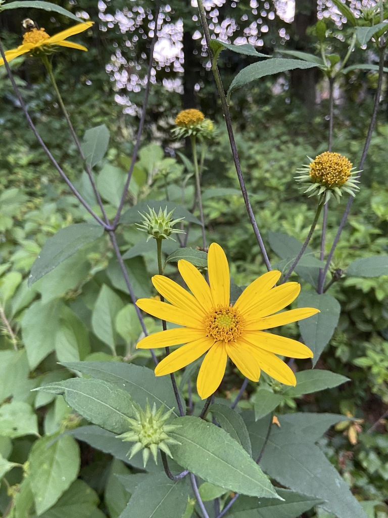 sunflowers from Mexia Ave, Tallahassee, FL, US on July 18, 2023 at 08
