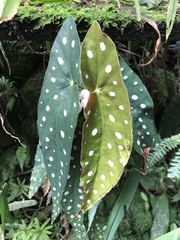 Begonia maculata image