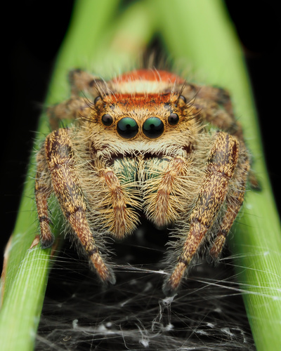 Phidippus clarus Keyserling, 1885