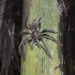 Sulawesi Black Tarantula - Photo (c) Mike Hooper, all rights reserved, uploaded by Mike Hooper