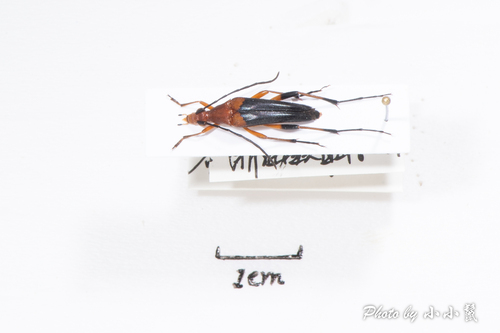 Strangalia fortunei