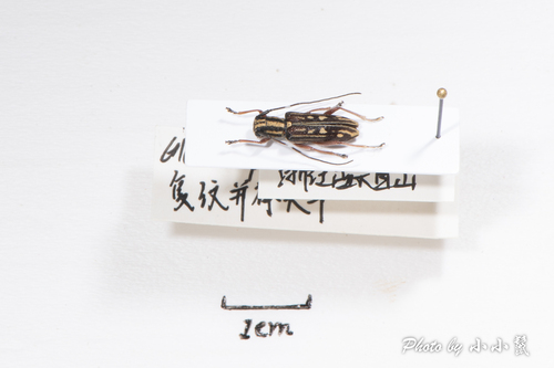 Glenea pieliana