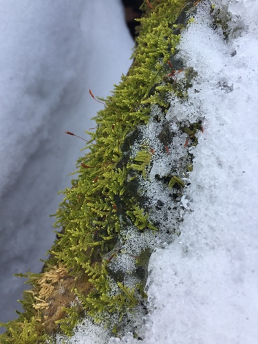 Jocheniaceae