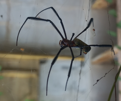 Hairy Golden Orb-weaving Spider