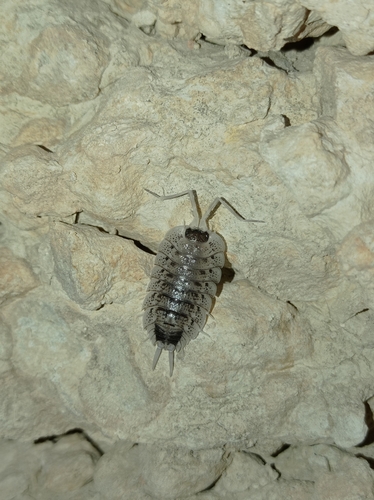 Porcellio nicklesi
