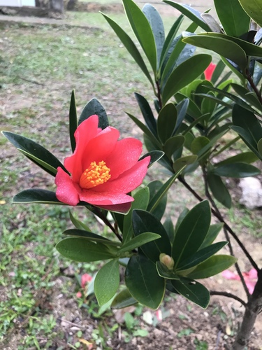Hong Kong Camellia (Camellia hongkongensis) · iNaturalist