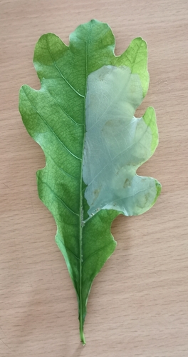 Ąžuolinė dėminė keršakandė